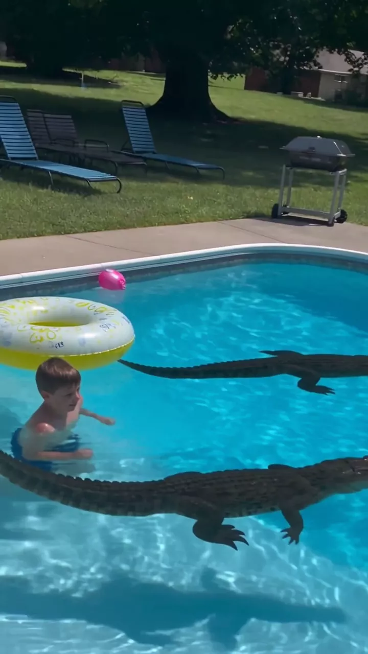 A sunny backyard pool party: two crocodiles swim slowly through the pool past a boy and a float, while two women talk on the grass and someone dangles their feet at the edge