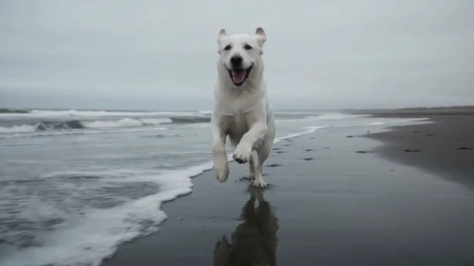The Swap result: a white dog running along the same beach toward the camera
